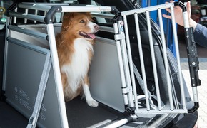 Allianz-Crashtest zur Hundesicherung